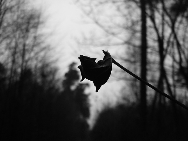 _TlL_