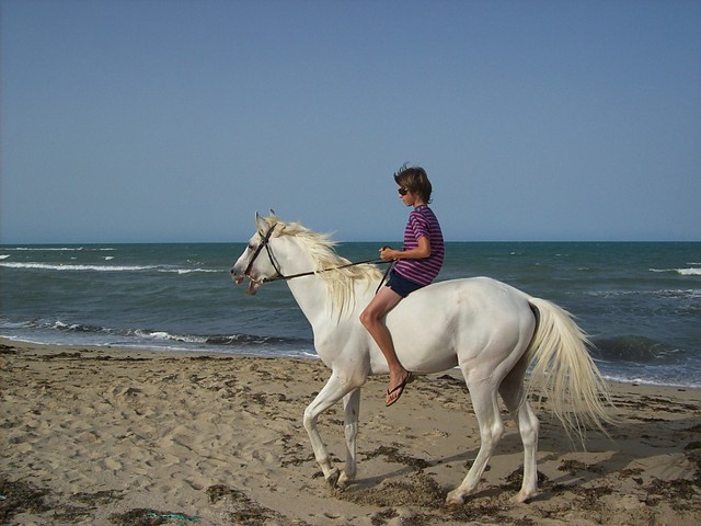 JA i arabski kon w Tunesi