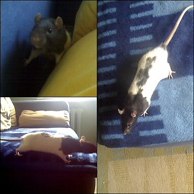 Wpis avivaa