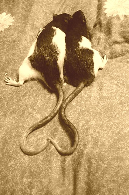 Serducho. 