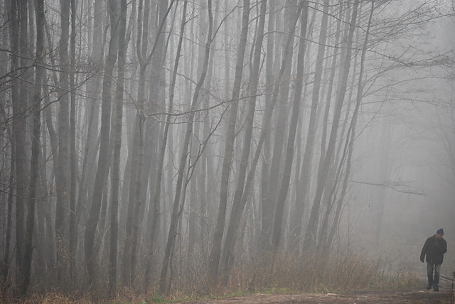 dog coming into the fog