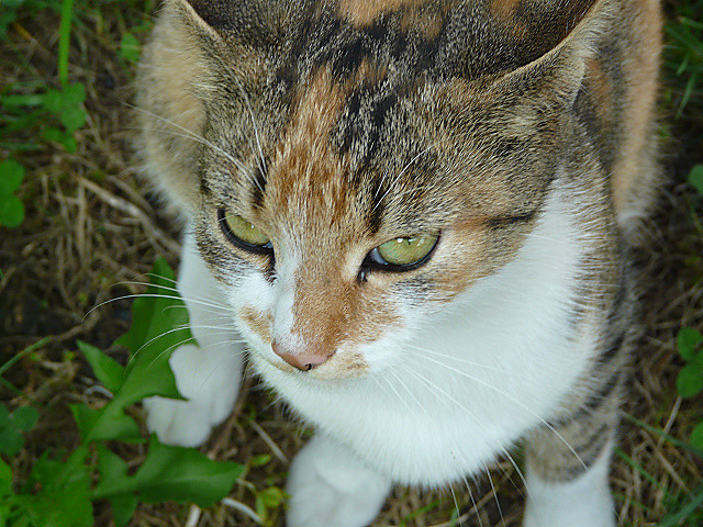 Kicia :]