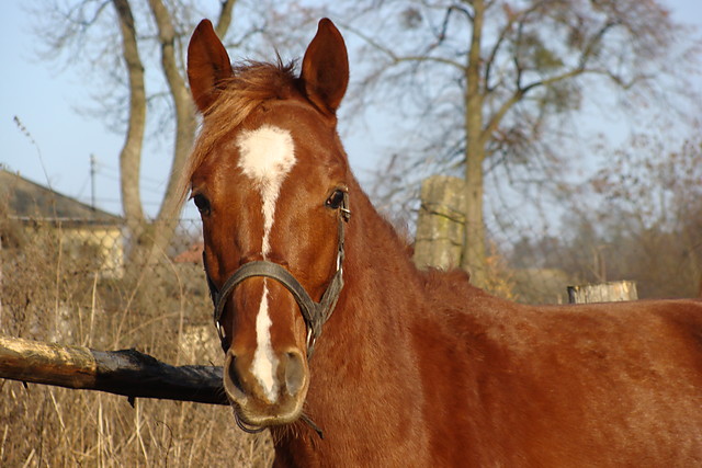st-roch.arabians.pl