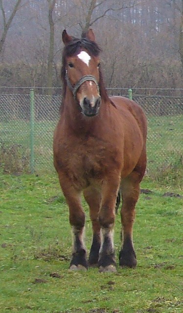 bASIA
