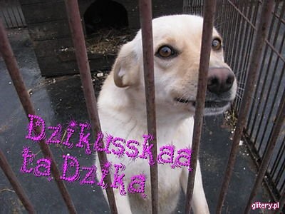 Dzika 2