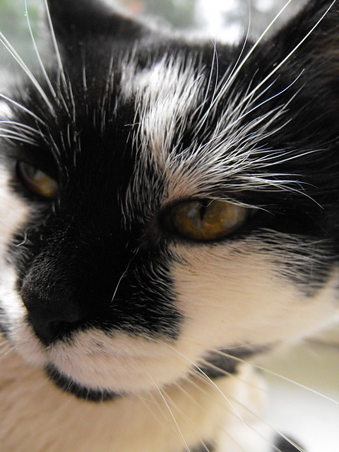 chatte