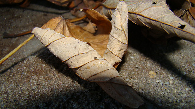listek