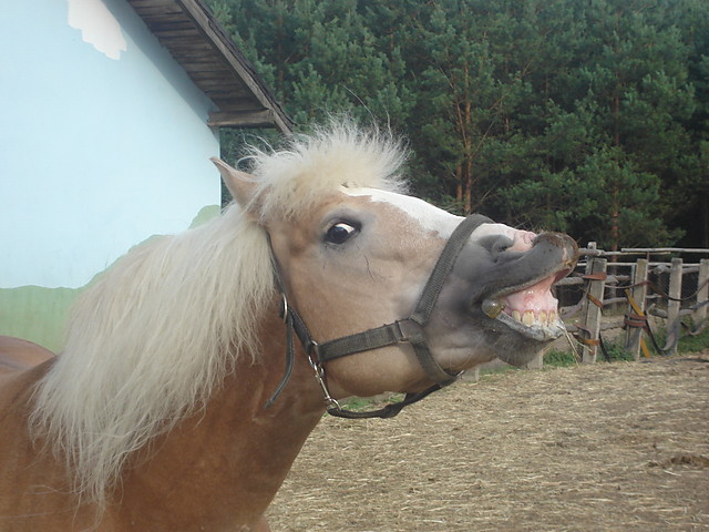 Arko ^^