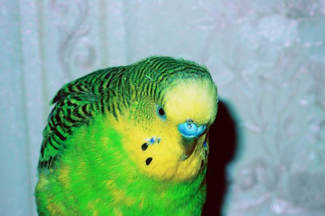 tuptu
