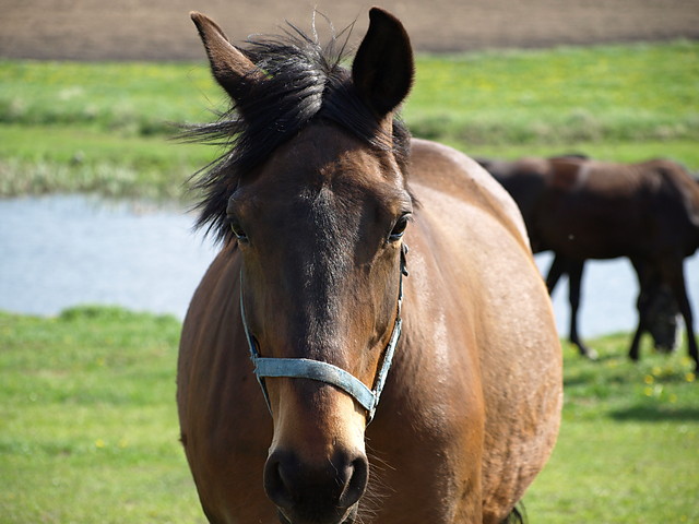 Wpis goldhorse