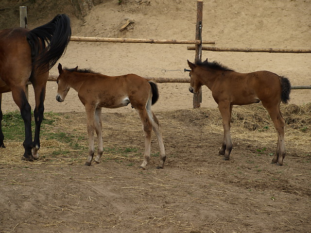 Wpis goldhorse