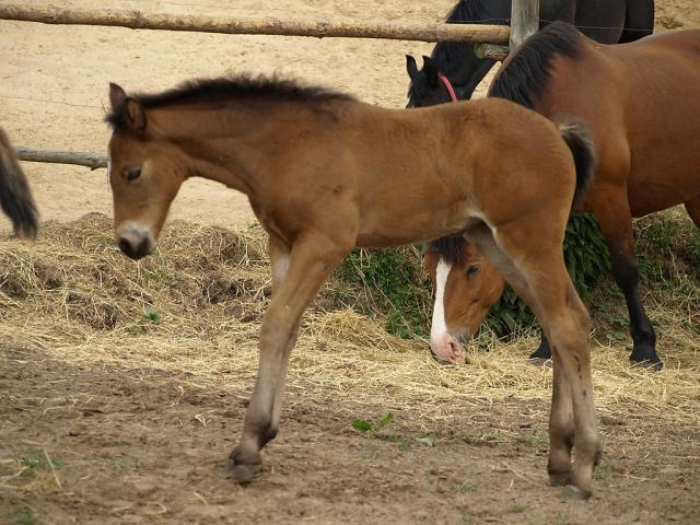 Wpis goldhorse