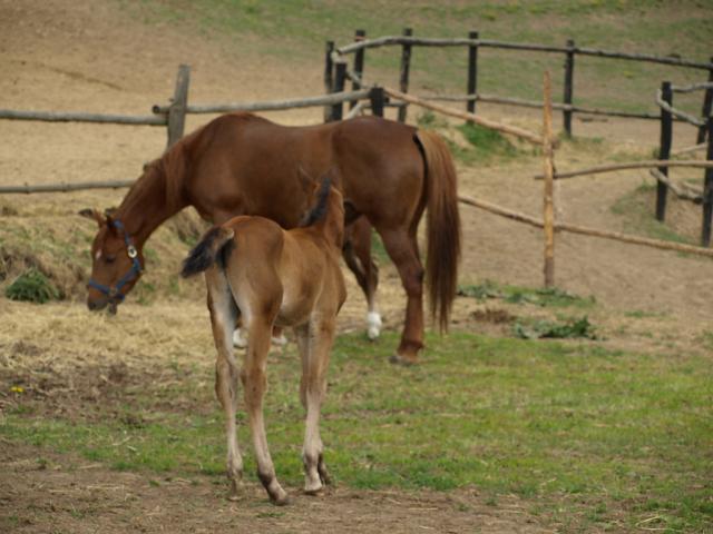 Wpis goldhorse