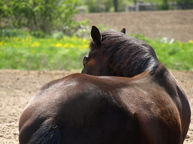 Wpis goldhorse