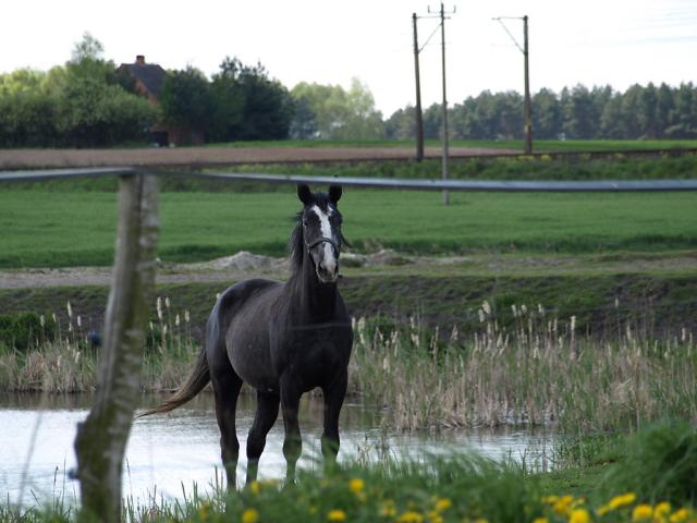 Wpis goldhorse