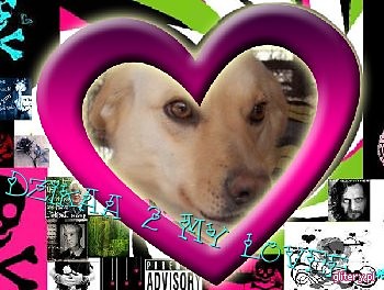  Dzika