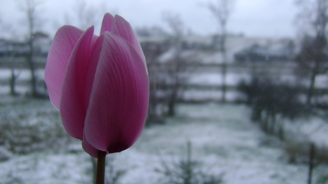 winter landscape