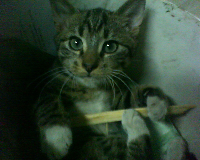 Guliwer:-)