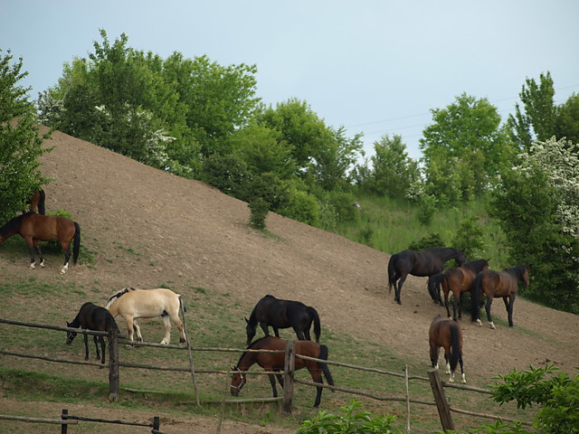 Wpis goldhorse