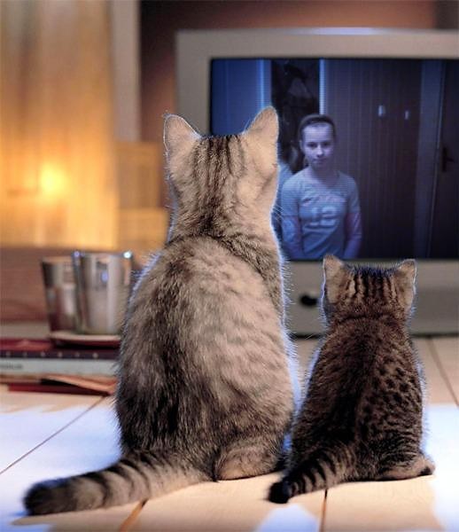 W telewizorku???