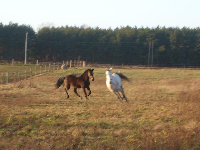Wpis goldhorse