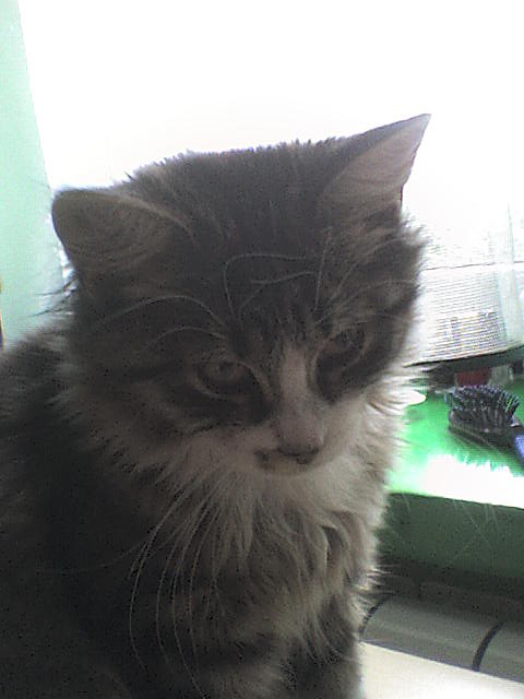 Kicia.