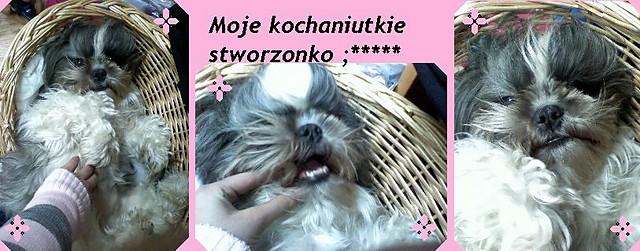 Wpis malutkaxrasta