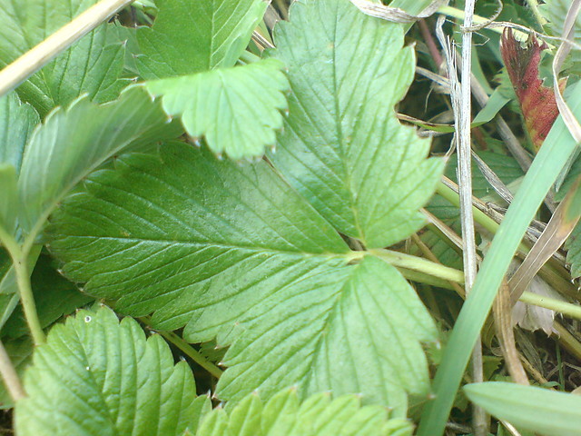 sth like macro.