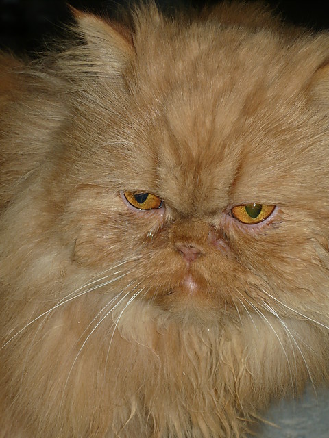 Koteczek