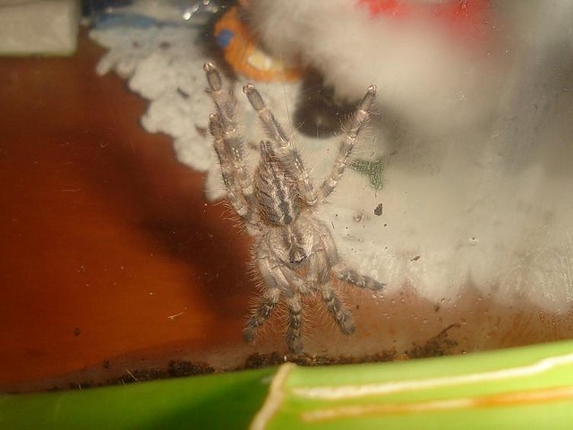 P.regalis
