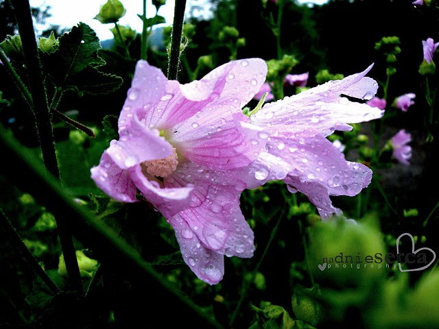 Kroplami rosy