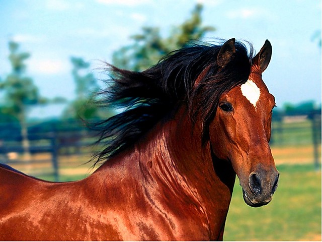 Konik ;*