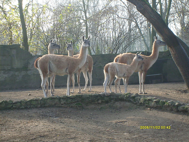 ZOO