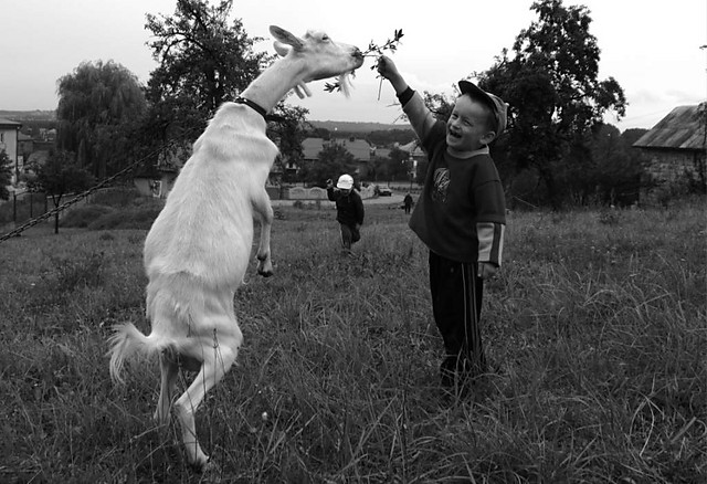 Tresura kozy