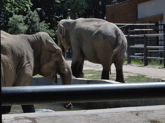 Hefalumpy. Krakowskie zoo. xD