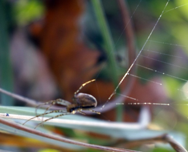 Wpis fotozuza