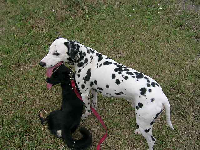 Zak i Dores