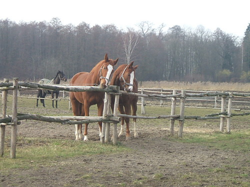Wpis koniara095