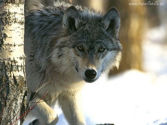 wilk Rafe