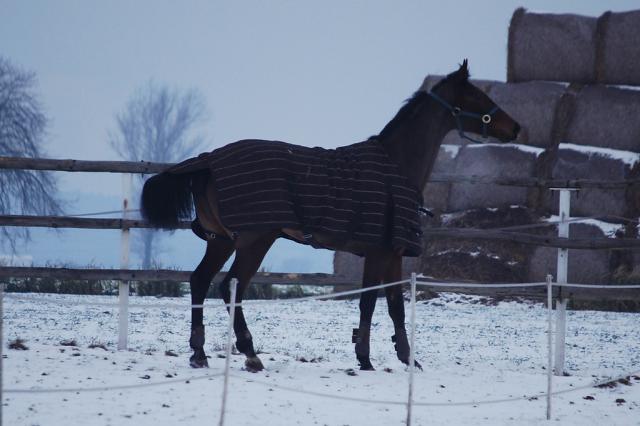 Wpis stables1