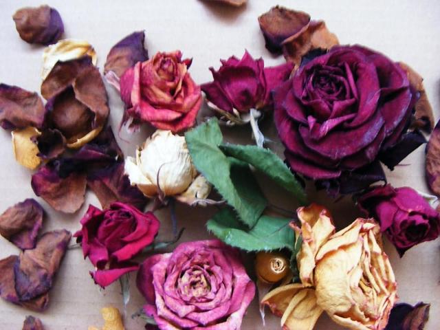 .roses.