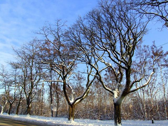brudny nieg nieprzytomny z blu