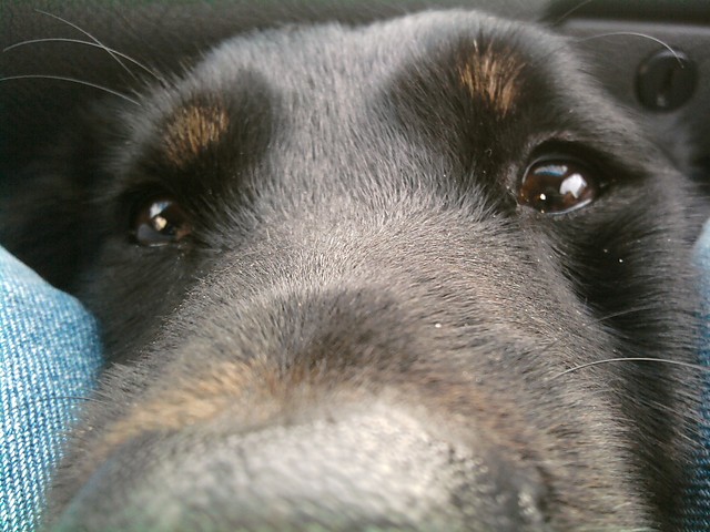 Zak
