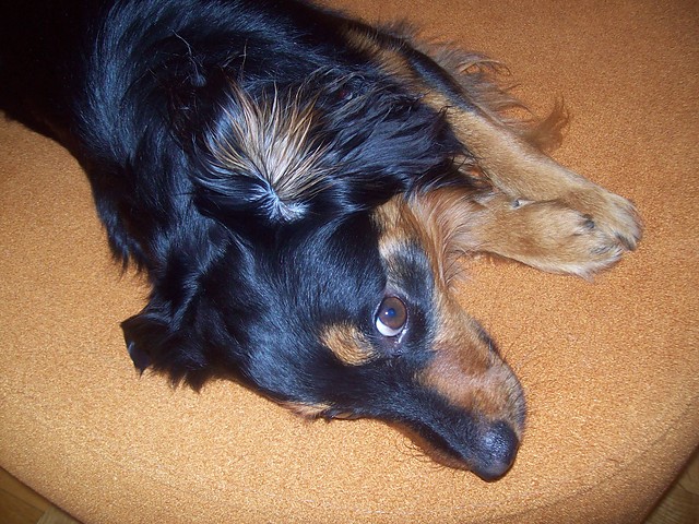 Kubu..!
