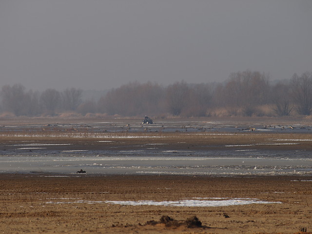 Turawa