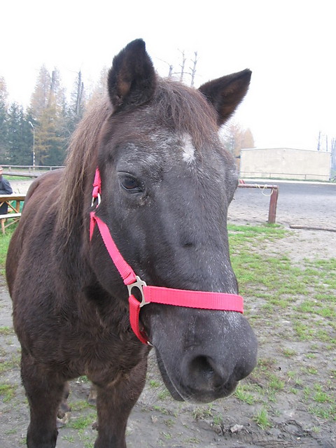 Sok(moj)