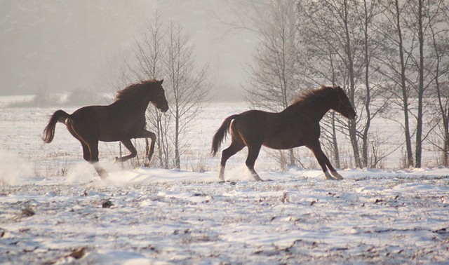 Wpis witoldowatrzcianka