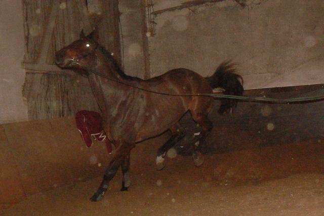 Wpis stables1