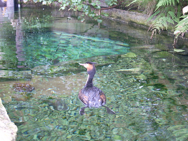 Perkoz ze Szwecji z oceanariumXd