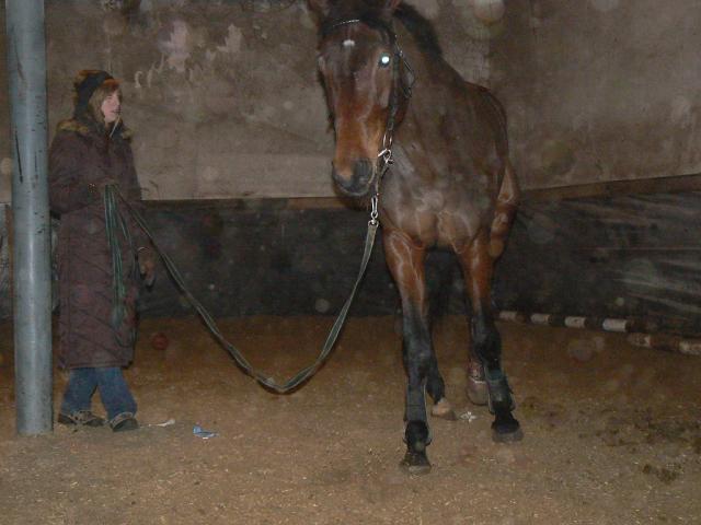Wpis stables1